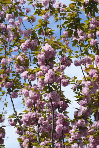 일본의 꽃피는 벚나무가지에 라틴어 Prunus Serrulata Kanzan — 스톡 사진