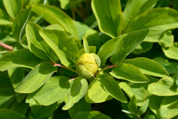 Mlokosewitchs Peony Flower Bud 라틴어 Paeonia Daurica Dissp — 스톡 사진