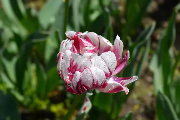 Biały Czerwony Podwójny Późny Kwiat Tulipanów Kroplami Wody Łacińska Nazwa — Zdjęcie stockowe