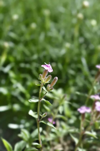 Rock Soapwort Pink Flowers Latin Name Saponaria Ocymoides — Stock Photo, Image
