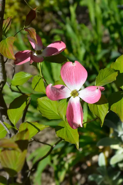 Flowering Dogwood Branch Flowers Latin Name Cornus Florida Sweetwater — Stok fotoğraf