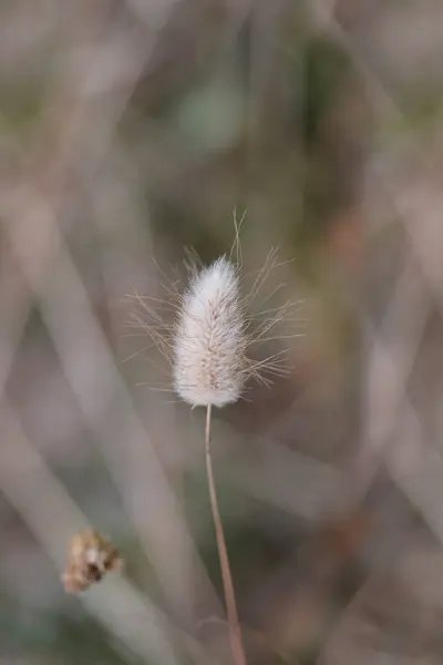 Hares Tail Grass Latin Name Lagurus Ovatus — Stock Photo, Image