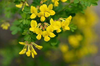 Vetch-like coronilla branch with yellow flowers - Latin name - Hippocrepis emerus subsp. emeroides clipart