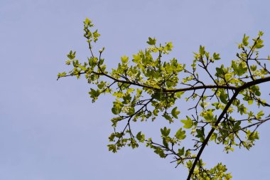 Mavi gökyüzüne karşı çiçekli Girit akçaağaç dalları - Latince adı - Acer sempervirens