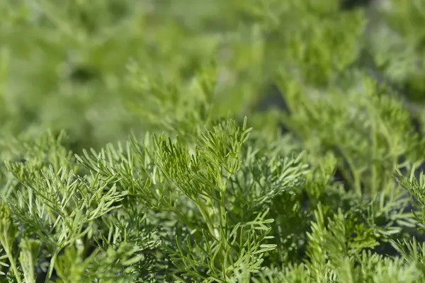 Liście Piołunu Południowego Nazwa Łacińska Artemisia Abrotanum — Zdjęcie stockowe