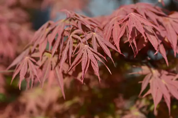 Japanese Maple branch with red leaves - Latin name - Acer palmatum