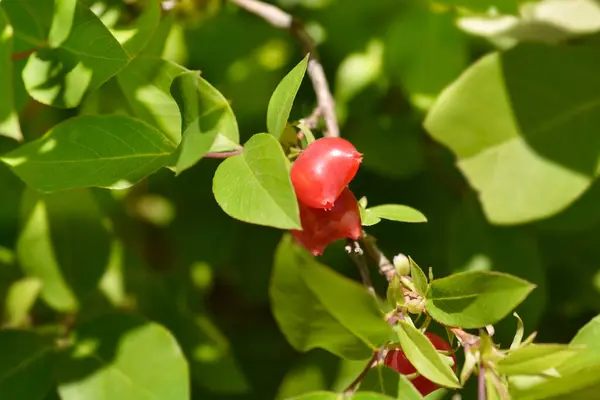 Owoce Wiciokrzewu Nazwa Łacińska Lonicera Fragrantissima — Zdjęcie stockowe