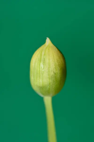 Květ Divokého Česneku Bud Latinský Název Allium Ursinum — Stock fotografie