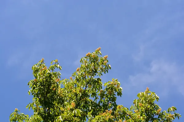 Gelbe Zweige Mit Blüten Lateinischer Name Aesculus Flava — Stockfoto