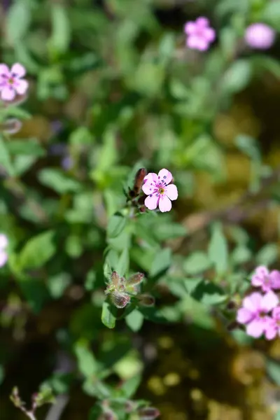 Πέτρα Ροζ Άνθη Λατινική Ονομασία Saponaria Ocymoides — Φωτογραφία Αρχείου