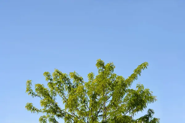 Bez Trnů Medový Kobylkový Strom Latinský Název Gleditsia Triacanthos Inermis — Stock fotografie