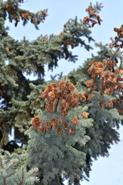 Colorado blue spruce branch with seed cones - Latin name - Picea pungens Glauca clipart