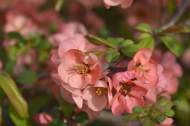 Çiçekli Japon Çiçekli Quince dalı - Latince adı Chaenomeles japonica