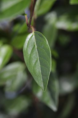 Laurustinus green leaves - Latin name - Viburnum tinus Ladybird clipart