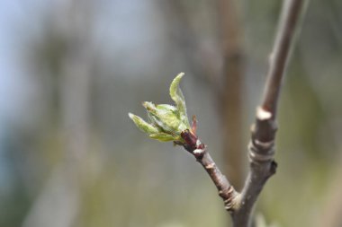 Tomurcuklu elma dalı - Latince adı - Malus domestica