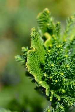 Cockscomb Japon sedir dalı Latince adı Cryptomeria japonica Cristata
