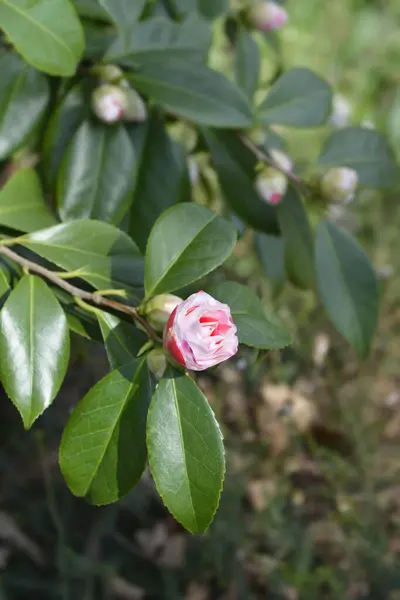 Camellia Vit Och Röd Blomknopp Latinskt Namn Camellia Japonica — Stockfoto