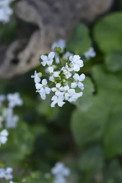 Λευκά Άνθη Πενιχράς Του Καυκάσου Λατινική Ονομασία Pachyphragma Macrophyllum — Φωτογραφία Αρχείου