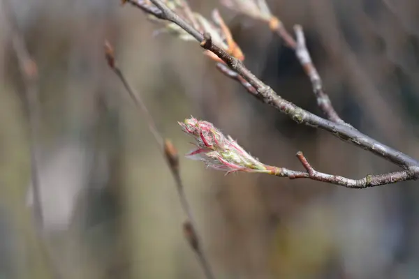 Juneberry Větev Květinovými Poupaty Latinský Název Amelanchier Lamarckii — Stock fotografie