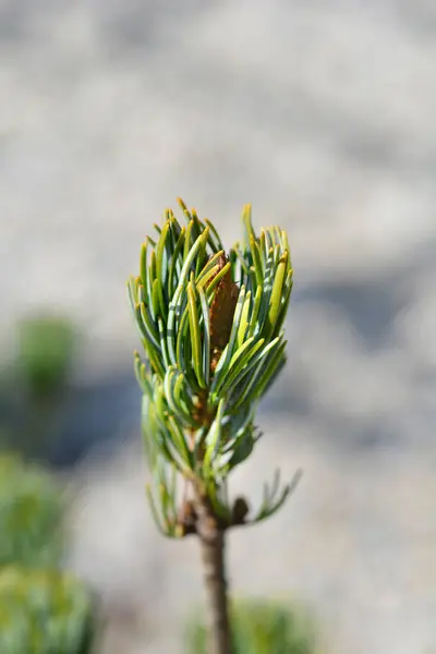 Větev Japanise White Pine Latinské Jméno Pinus Parviflora Blauer Engel — Stock fotografie