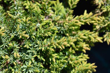 Juniper Yeşil Halı - Latince adı - Juniperus Communis Green Halı