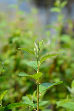 Kaliforniya leylağı Glorie de Versailles yaprakları - Latince adı - Ceanothus x delleanus Glorie de Versailles