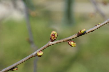 Sweet cherry branch with buds - Latin name - Prunus avium clipart