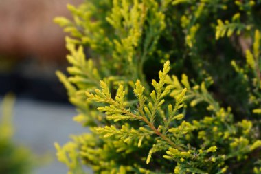 Leyland cypress Castlewellan Gold branch - Latin name - Cuprocyparis leylandii Castlewellan Gold