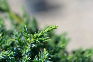 Çin ardıç Mavi Alpleri - Latince adı - Juniperus chinensis Blue Alps