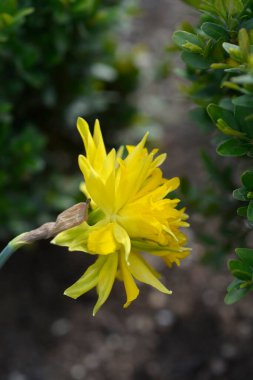 Double Daffodil Rip van Winkle flower - Latin name - Narcissus Rip van Winkle clipart