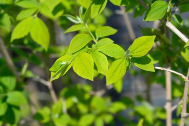 Yeşil yapraklı tatlandırıcı portakal dalı - Latince adı