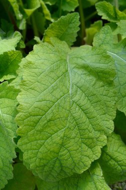 Adaçayı yaprakları - Latince adı - Salvia forskaohlei