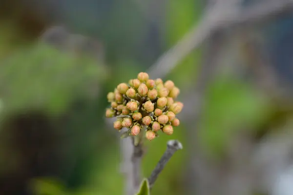 Arrowwood Eskimo Flower Buds Latin Name Viburnum Eskimo — стокове фото