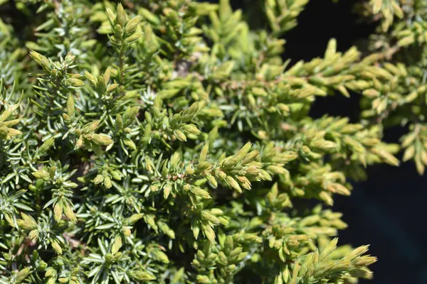 Juniperus Communis Green Carpet Українська Назва — стокове фото