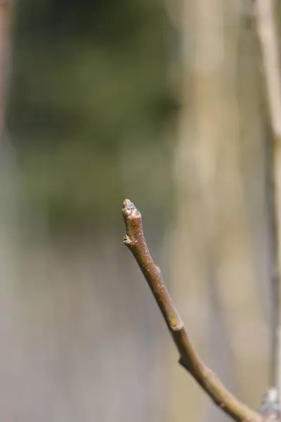 Pear Tree Conference Branch Buds Latin Name Pyrus Communis Conference — Stok Foto