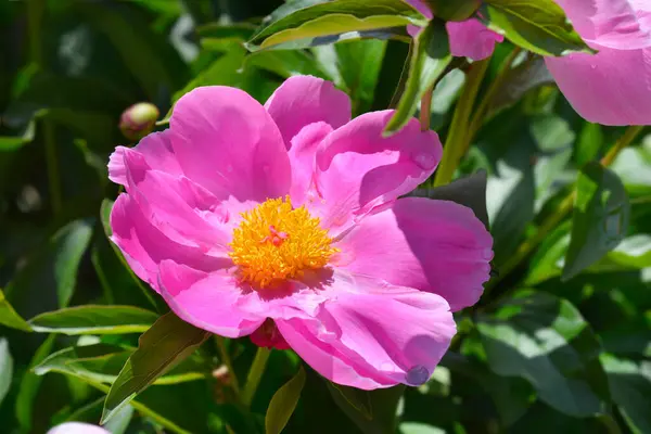 Růžové Vonné Peony Latinský Název Paeonia Lactiflora — Stock fotografie