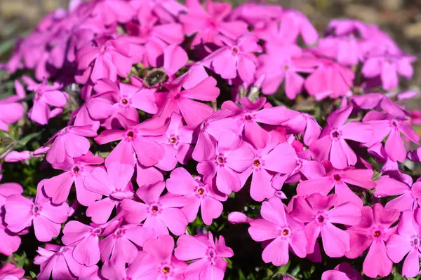 Creeping Phlox Pink Flowers Latin Name Phlox Subulata — 스톡 사진