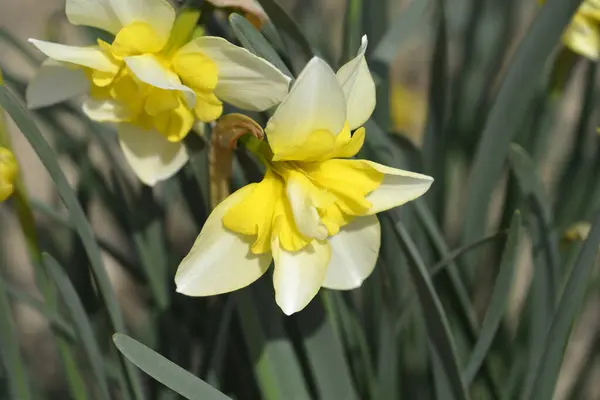 Daffodil Smiling Twin Flowers Latin Name Narcissus Smiling Twin — стокове фото