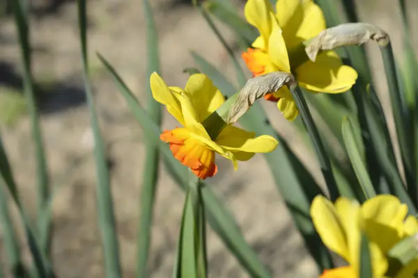 Large Cupped Daffodil Bantam Latin Name Narciss Bantam — стокове фото