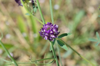 Alfalfa flower - Latin name - Medicago sativa clipart
