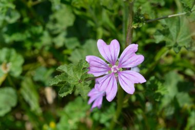 Yaygın mallow çiçeği - Latince adı - Malva sylvestris