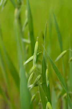 Tarlada yaygın yulaf - Latince adı - Avena sativa