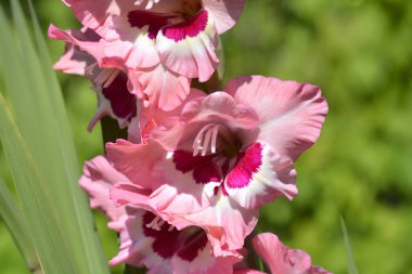 Pembe ve kırmızı gladiolus çiçekleri - Latince adı - Gladiolus Şarap ve Güller