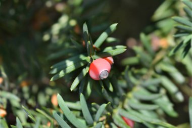 Irish Yew branch with fruit - Latin name - Taxus baccata clipart