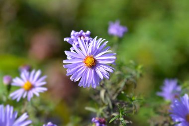 New York aster Milka çiçeği - Latince adı - Symphyotrichum novi-belgii Milka