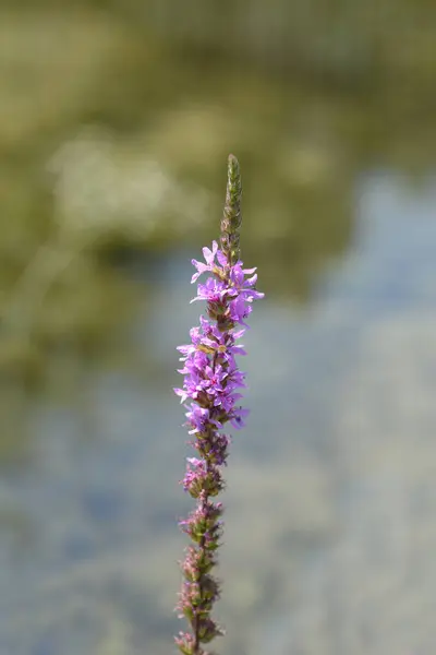 Purple Loosestrife Flower Latin Name Lythrum Salicaria — Stock Photo, Image