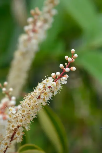 Variasi Cabang Laurel Portugal Dengan Bunga Putih Nama Latin Prunus — Stok Foto