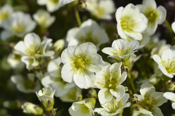 Mossy Saxifrage Bílé Květy Latinské Jméno Saxifraga Pixie White — Stock fotografie