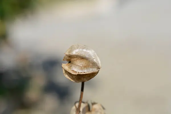 Pomme Pérou Graines Écale Nom Latin Nicandra Physalodes — Photo