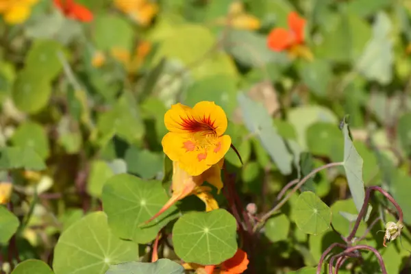Zahradní Nasturcium Žlutý Oranžový Květ Latinský Název Tropaeolum Majus — Stock fotografie